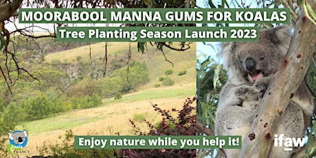 Primaire afbeelding van MOORABOOL MANNA GUMS FOR KOALAS: A Weekend of Koala Tree Planting