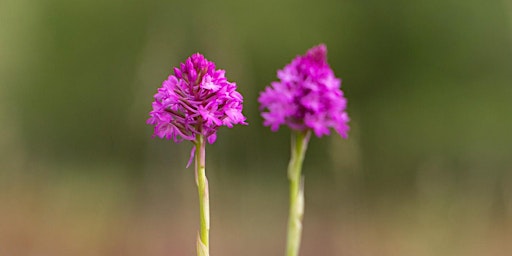 Image principale de D‘Minetter Dagebaugebidder - en Hotspot fir Orchideeën