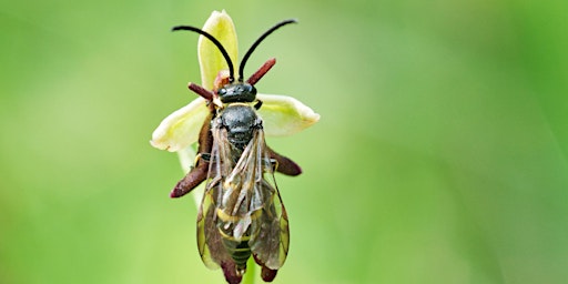 Bizarre relationships of orchids and their pollinating insects primary image