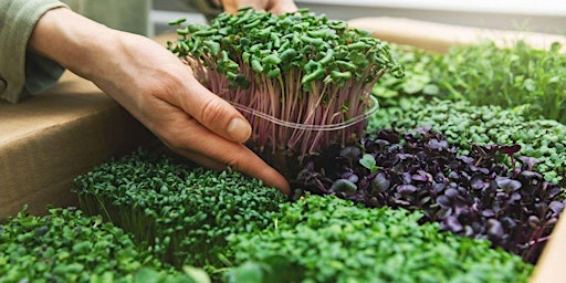 Sprout and Microgreen Growing Class  primärbild