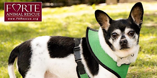 Forte Animal Rescue Dog Adoption Event