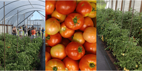 High Tunnel Tomato Production: Organic & Conventional Options  primary image