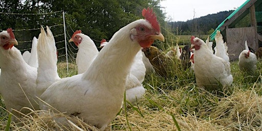 Imagen principal de Keeping Backyard Chickens