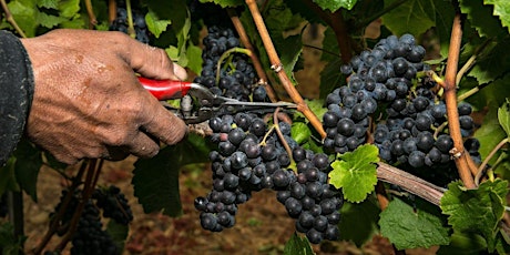 Trombetta's Wine Camp ~ Harvest 2023