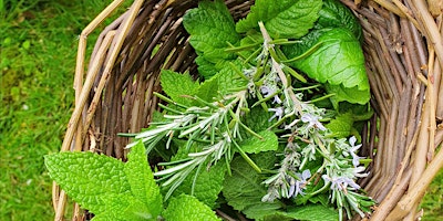 Hertfordshire Spring Foraging and Wild Medicine Walk primary image