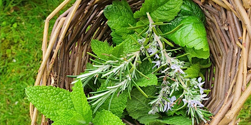 Hertfordshire Late Spring Foraging and Wild Medicine Walk primary image