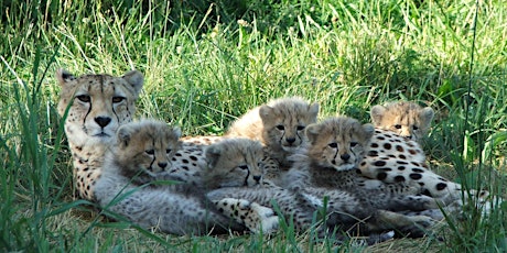 Hauptbild für Smithsonian Earth Optimism Webinar: Assisted Reproduction in the Cheetah