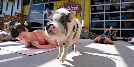 Imagem principal do evento Yoga with Rescued Pigs @ Seedstock