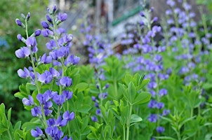 Native Perennials for the Home Garden (Online) primary image