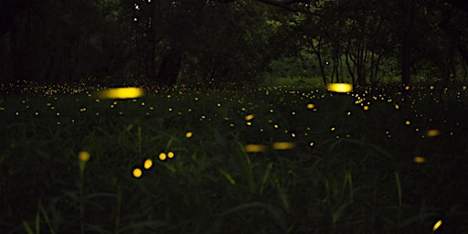 Firefly Hike at Clark Nature Preserve primary image