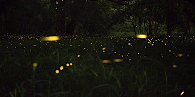Primaire afbeelding van Firefly Hike at Clark Nature Preserve
