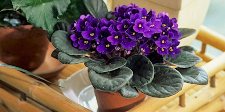 Caring for African Violets: Tips and Tricks for a Happy Houseplant  primärbild