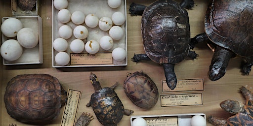 Wagner's June 1st Saturday Open House: Sleeping Worms, Nesting Turtles primary image