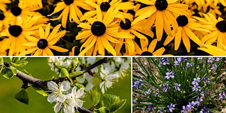 Native Plants for Your Landscape primary image