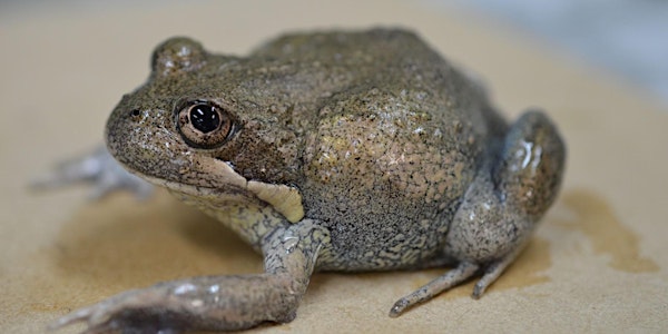 Activating Citizen Scientists: Excursion 1 - Frog Spotter