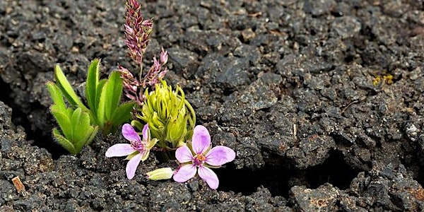 Mindfulness and Emotional Resilience