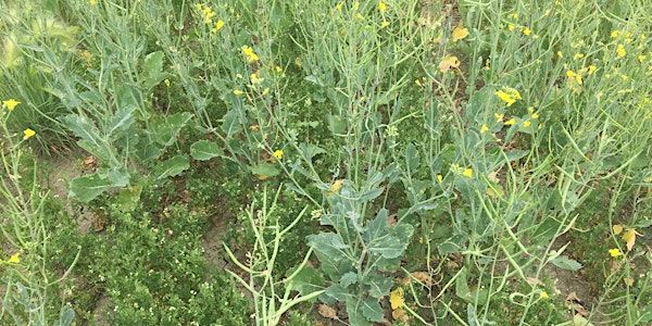 Intercropping & Cover Cropping - Is it for YOU!