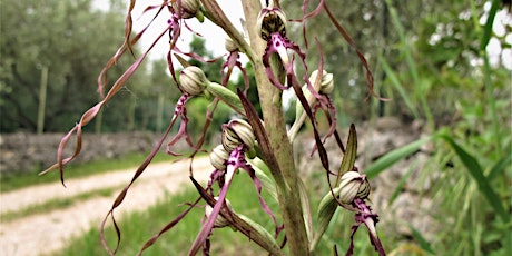 Immagine principale di Orchidee sul Tosato 