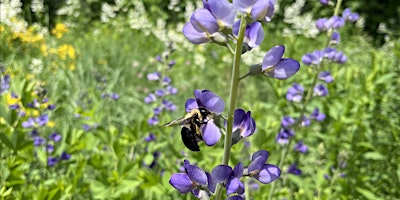 Imagem principal do evento Native Bee Exploration at NCL with bee expert Sarah Kornbluth