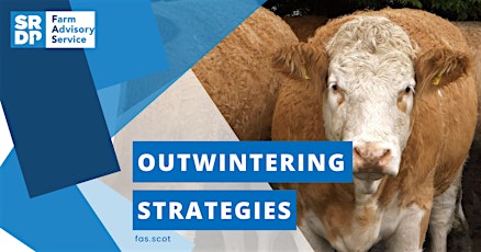 Sustainable Beef Systems - Outwintering Strategies Webinar