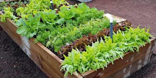 Raised Bed Vegetable Gardening primary image