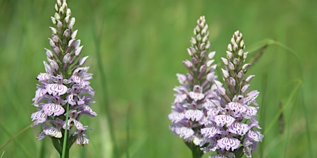 Orchid Walks with MWT Reserves Manager, Tricia Sayle