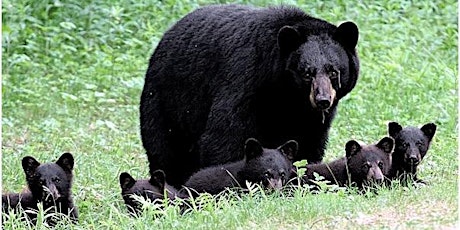 Black Bears in Connecticut primary image