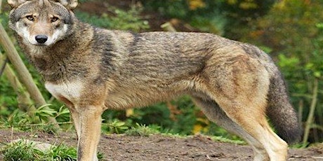 Eastern Coyotes in Connecticut primary image