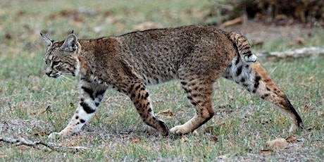 The Bobcat:  Connecticut’s Secretive Wild Cat primary image
