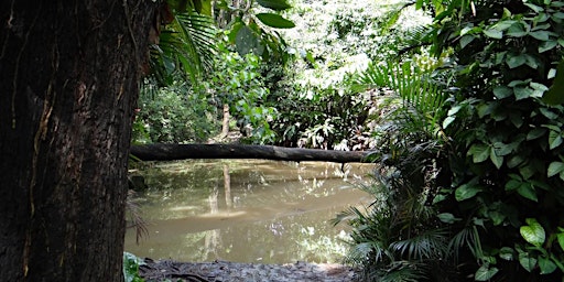 Imagem principal de Trilha Ecológica     Parque Ecológico do Eldorado