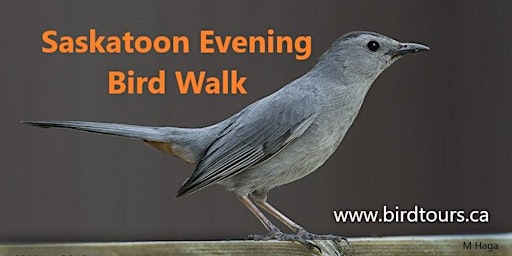 Imagem principal do evento Saskatoon Evening Bird Walk