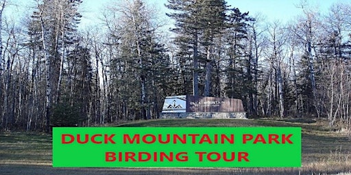 Duck Mountain Park 3-day Birding Tour primary image