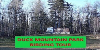 Duck Mountain Park 3-day Birding Tour primary image