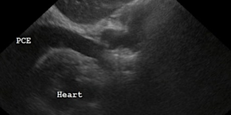 Veterinary AFAST: Point-of-Care Ultrasound for Everyday Practice! primary image