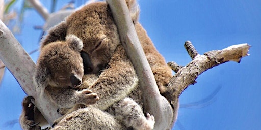 Discover koalas in the wild with Ranger Stacey and the Detection Dogs primary image
