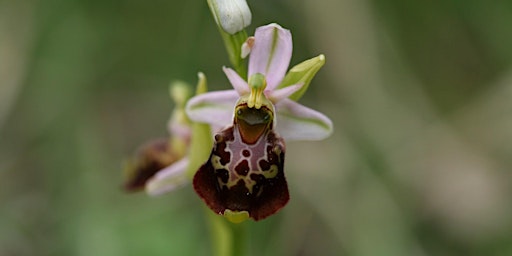 Image principale de Les orchidées de la Haard