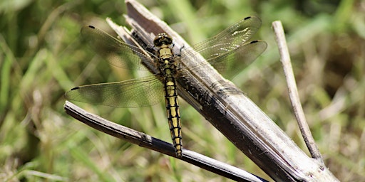 Wildlife Wander: Dragonflies and Damselflies (Summer Leys)