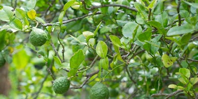 Fruit Trees for Backyards - Session 1