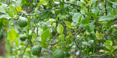 Fruit Trees for Backyards - Session 2