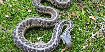 Hauptbild für Native Snakes of Florida