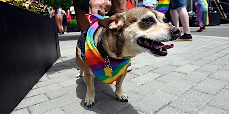 PAWSitively Pride primary image