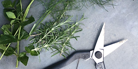 Hackney Herbal Workshop: Grow your own herbs