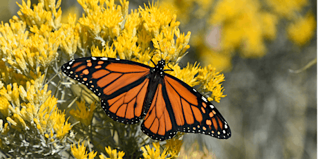 A Free Pollinator Talk at the Loafer's Lake Pollinator Garden