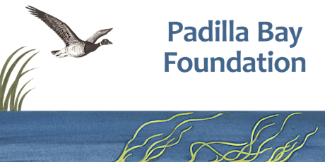 Mapping seasonal change in Padilla Bay's eelgrass meadow using drones