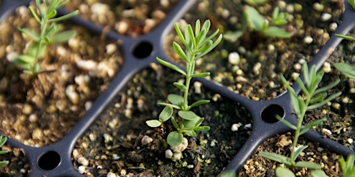 Image principale de Propagating California Native Plants from Seed with Ella Andersson