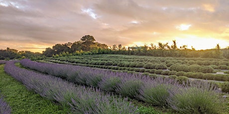Wellness Experience Among the Lavender