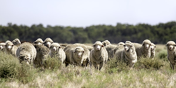 Winning With Weaners - BATHURST