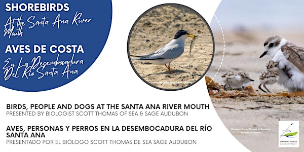 Aves de Costa En La Desembocadura Del Río Santa Ana