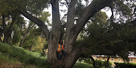 Understanding Oaks: a Tree Walk and Talk  with Alison Lancaster