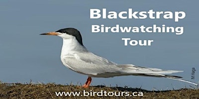 Imagen principal de Blackstrap Birdwatching Tour